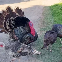 ۱۰ عدد بوقلمون