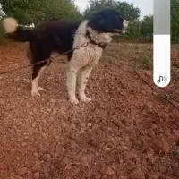 سگ گمشده