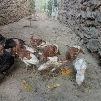 بوقله