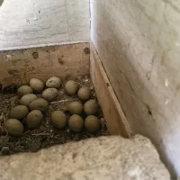 تخم نطفه دار مرغ زینتی