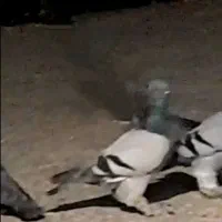 سبز و دمسفید