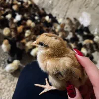 جوجه محلی گلپایگانی