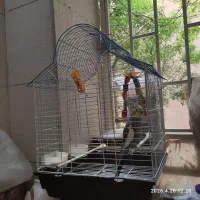 عروس هلندی سخنگو