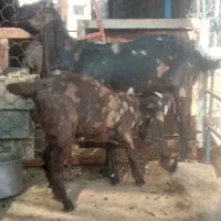 سه‌عدد‌بززاییده‌