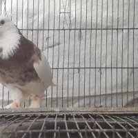 کبوتر طوقی نر چکمه ای