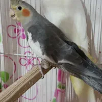 عروس سه ماهه نر