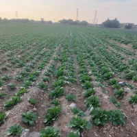 زمین خوش قواره ۲۴۸ متری