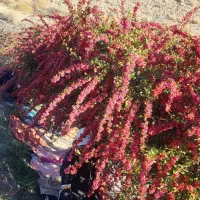 جمع آوری ، فرآوری و خشک کردن زرشک به صورت درصدی