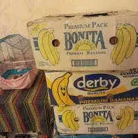 فروش کارتن موز دست دوم سالم