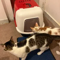 واگذاری گربه|گربه|رشت, چله خانه|دیوار