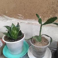 سالم سالم ریشه دارباهم 120مقطوع|ماهیگیری|کرمانشاه, |دیوار