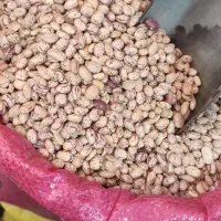 لوبیا چیتی دوبار بوجاری شده