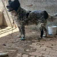 سگ قهدرجونی