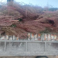 فروش جارو داخل چغندر