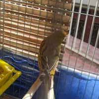 قناری آواز خوان|پرنده|بروجرد, |دیوار