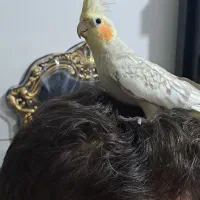 عروس هلندی|پرنده|آباده, |دیوار