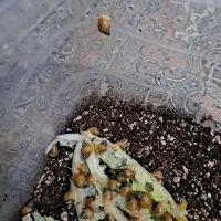 حلزون|خزنده|سلطانیه, |دیوار