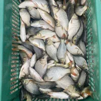 بچه ماهی کپور طلایی اصلاح شده و تجهیزات شیلات