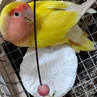 6 عدد برزیلی ،کتوله ،|پرنده|کرمان, |دیوار