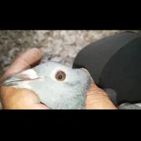 جوجه قهوه ای وچاپی هیچ پرحلقه آردن طلایی گمشده