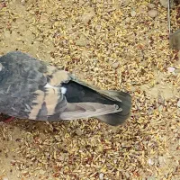 کبوتر مخمل رو تخم