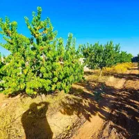 باغ میوه با آب برق سند تغییرکاربری ویلاسازی()