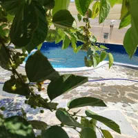 ویلا باغ با استخر|اجارهٔ کوتاه‌مدت ویلا و باغ|بندرعباس, |دیوار