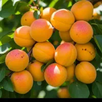 نهال زردالو