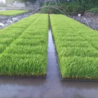 توم هاشمی اصلاح شده درجه یک