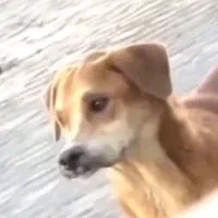 یه سگ دارم برا فروش