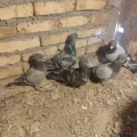 کبوتر مسافتی