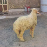 قوچ
