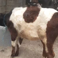 گاو گوساله قربانی