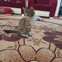 واگذاری گربه های نر و ماده|گربه|تبریز, |دیوار