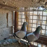 مسافتی عراق