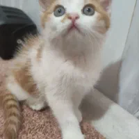 بچه گربه پرشین 2 ماه هم چیز هم میخورد به شرط سالم