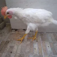 خروس . ۵ ماهه