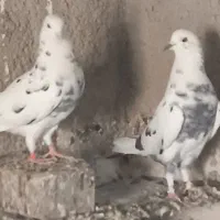 کفتر پرشی|پرنده|قرچک, محمد آباد|دیوار