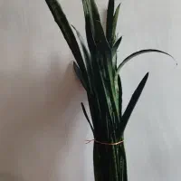 گل سانسوریا سالم وسرحال|گل و گیاه طبیعی|اردبیل, |دیوار