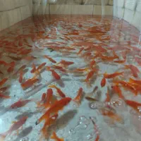 ماهی قرمز|ماهی|یزد, |دیوار