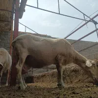گوسفند لاکن کشتاری