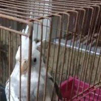 عروس هلندی وایت فیس