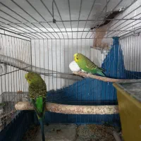 مرغ عشق مولد