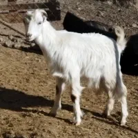 بزغاله های نر ماده پرگوشت چاق برای قربانی|حیوانات مزرعه|ماکو, |دیوار