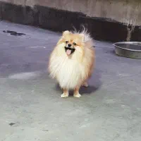 سگ پامرانین.پامر.سگ آپارتمانی.پاکوتاه.عروسکی خرسی