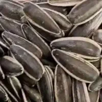 تخمه بذری مادری درشت وتخمه ریز طوطی سانان|خوردنی و آشامیدنی|قدس, شهرقدس|دیوار