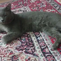 گربه نر اسکاتیش بلو اصل