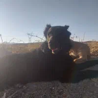 سگ گله|سگ|خوانسار, |دیوار