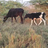 جراحی|حیوانات مزرعه|چمران, |دیوار