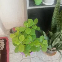 گلهای زیبا سر حال و شاداب